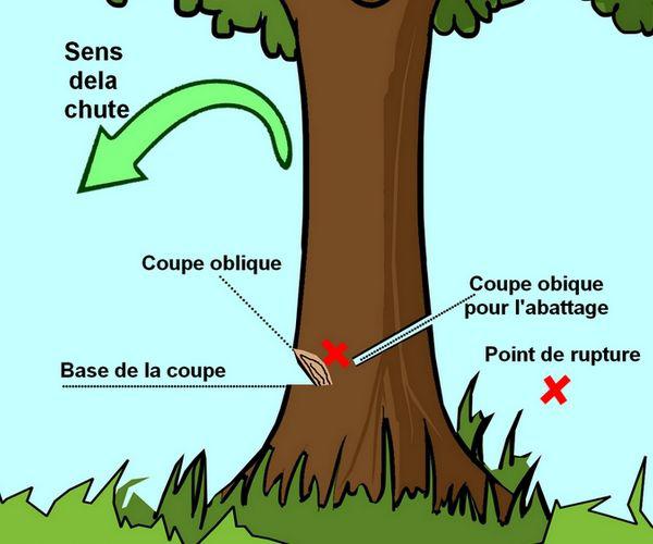 couper un arbre